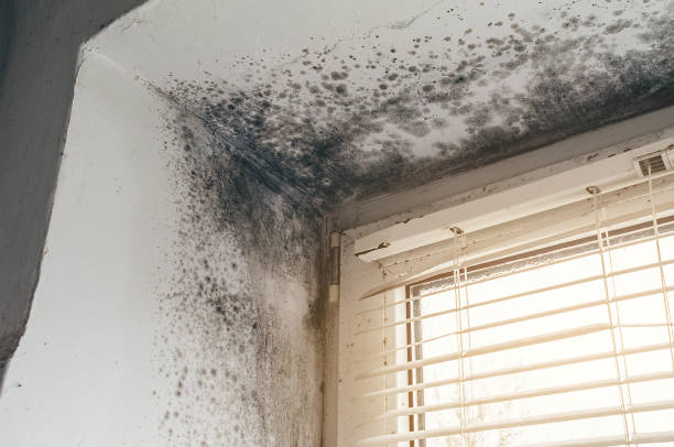Affordable Mold Inspection And Testing solutions in Falls Church, VA